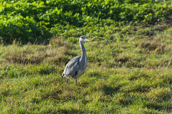 Garza, garza gris en la hierba — Foto de Stock