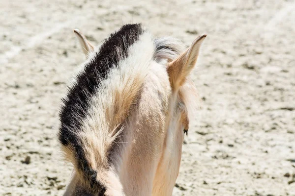 Schöne Mähne eines kleinen Ponys. — Stockfoto