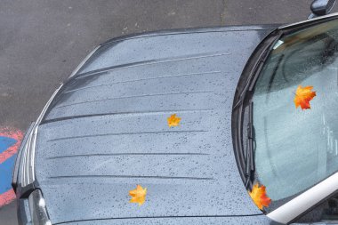 Bir araba kaporta üzerinde Su damlacıkları.            