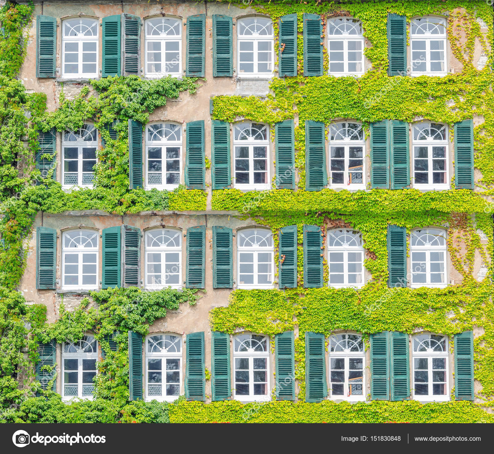 Facade Greening With Climbing Plants Stock Photo Image By C Nikd51