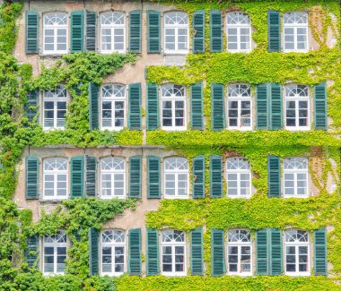 Tırmanma bitkiler cephe greening