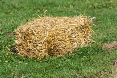 Çayırda saman balyaları.