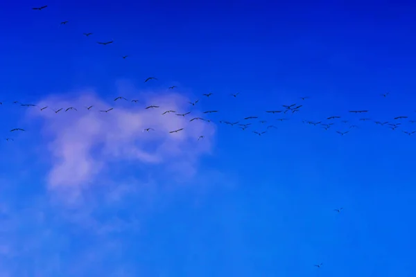 Göçmen kuşların grup — Stok fotoğraf