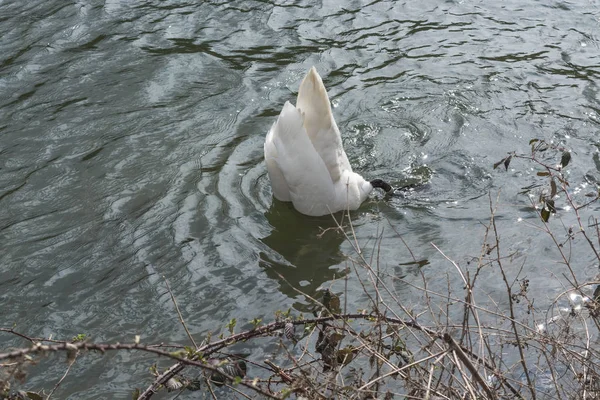 Swan head under water. — Stock Photo, Image