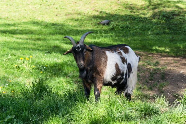 Brązowy koza na łące — Zdjęcie stockowe