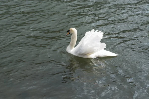 Swan on a lake. — Stock Photo, Image