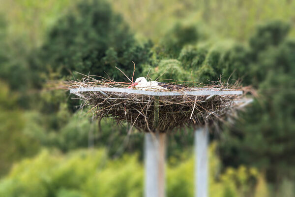 Stork sits on his nest