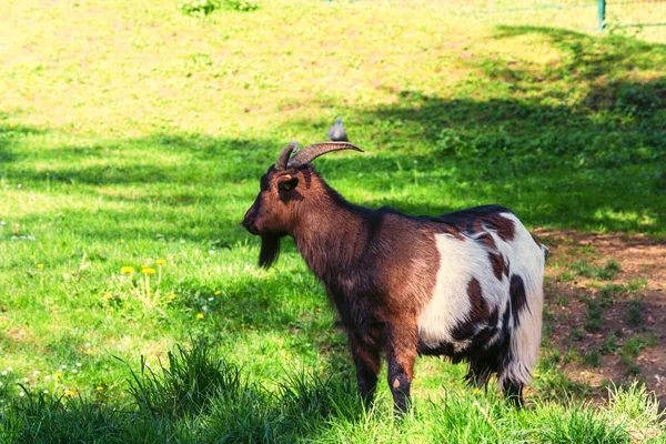 Chèvre brune sur une prairie — Photo