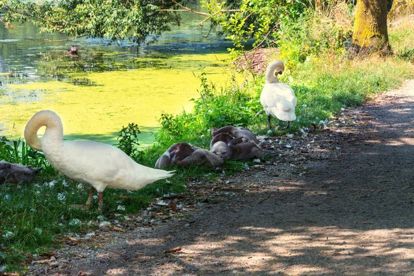 Dois cisnes adultos e sete crianças cisnes — Fotografia de Stock