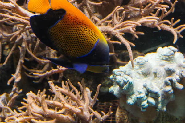 Underwater shot, fish in an aquarium — Stock Photo, Image