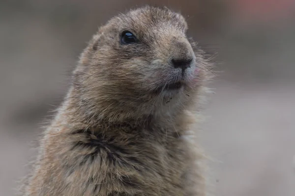 Erdmännchen oder Surikate. — Stockfoto