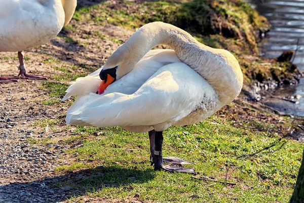 Swan in a meadow — Stock Photo, Image