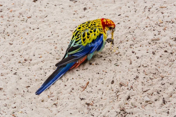 Colorful Rosella parrot bird with red head — Stock Photo, Image