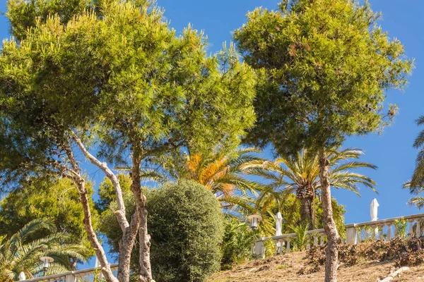 Forêt de pins en Espagne — Photo