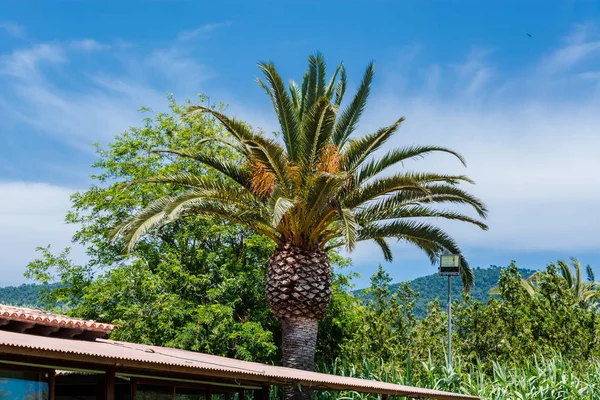 Palme vor blauem Himmel — Stockfoto