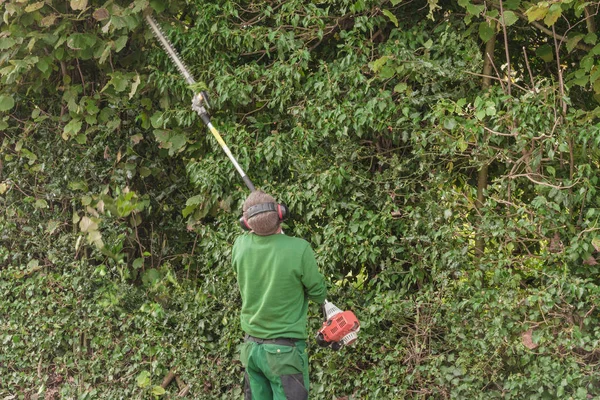 Découpe d'une haie avec tondeuse à haies moteur . — Photo