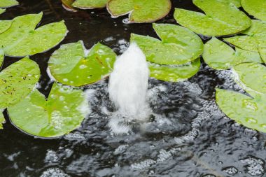 Doğal gölet, zambak yastıkları ve su çeşmesi ile Bahçe gölet     