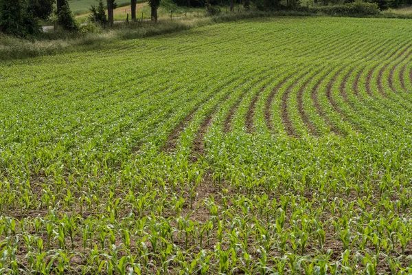 Rows of corn seedlings on a field — Stock Photo, Image