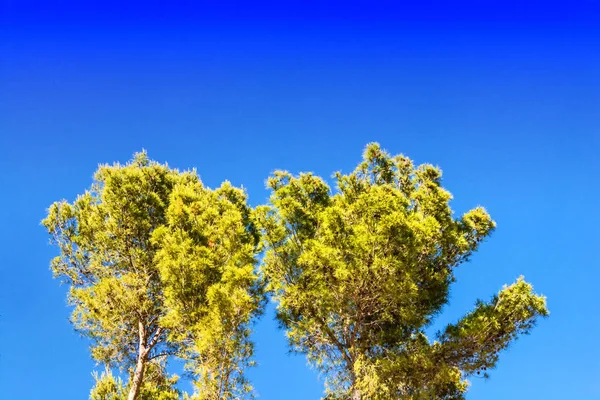 Mavi gökyüzü karşı İspanya çam ormanı. — Stok fotoğraf