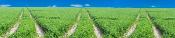 Three tractor tracks through a green agricultural field — Stock Photo, Image