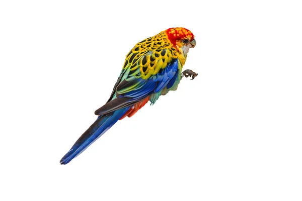 Kolorowy ptak papuga Rosella z czerwona głowa — Zdjęcie stockowe