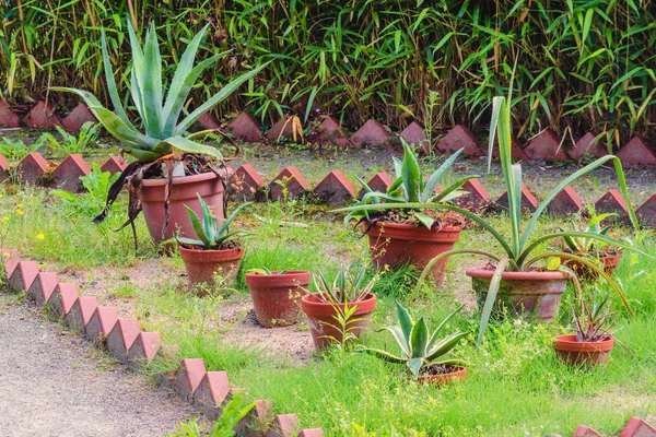 Cactus, en un parque público — Foto de Stock