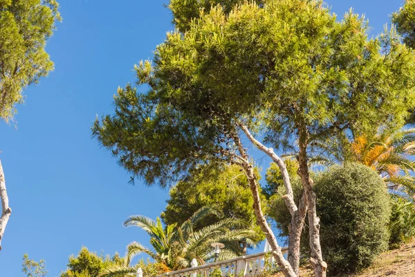 Las sosnowy w Hiszpanii — Zdjęcie stockowe