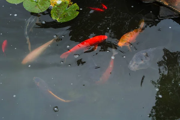 Koi fish swimming in the pond — Stock Photo, Image