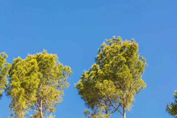Floresta de pinheiro na Espanha contra o céu azul . — Fotografia de Stock