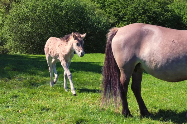 Tarpane Wild horse herd in Neandertal — Stock Photo, Image