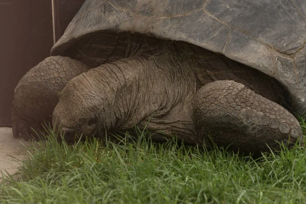 Aldabra-reuzenschildpad Seychellen — Stockfoto
