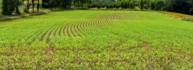 Young corn plants in a field in a row.   clipart