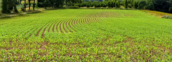 Young corn plants in a field in a row. — Stock Photo, Image