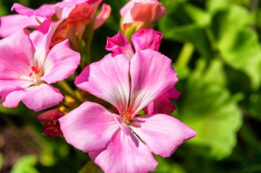 Yaz aylarında Sardunya