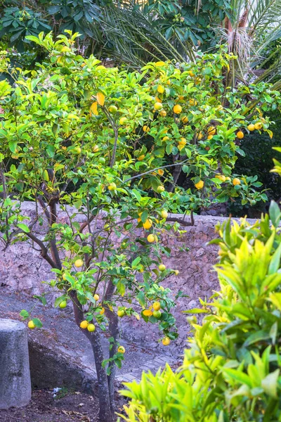 Taze limon ağacı üzerinde