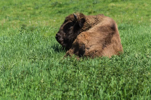 Bisonte Reserva Salvaje Glacial Valle Neander Prado Verde —  Fotos de Stock