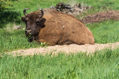 Büyük wisent yeşil çayır çim yatıyor.     