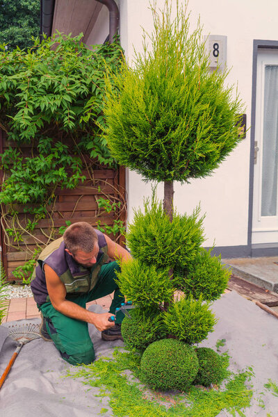 Thuja cut into shape   