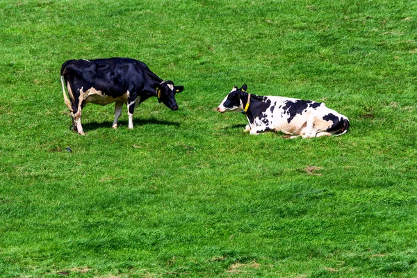 Kühe Einer Molkerei Weiden Auf Den Feldern Eines Bauernhofs — Stockfoto