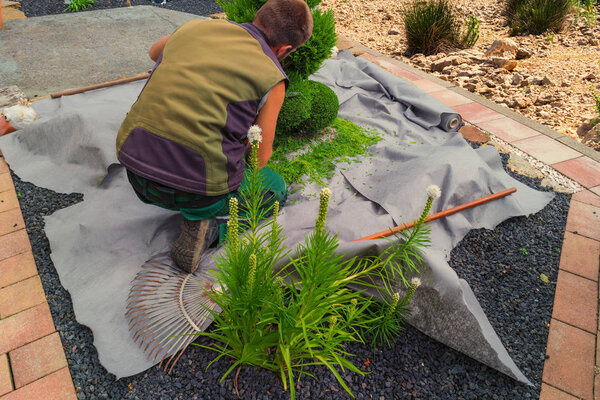Thuja cut into shape   