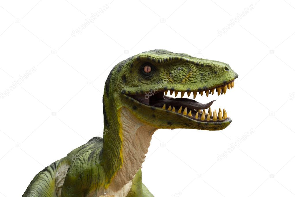 Primeval dinosaur tyrannosaurus in front of white background