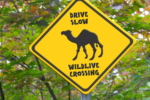 Sinal de aviso de camelo — Fotografia de Stock