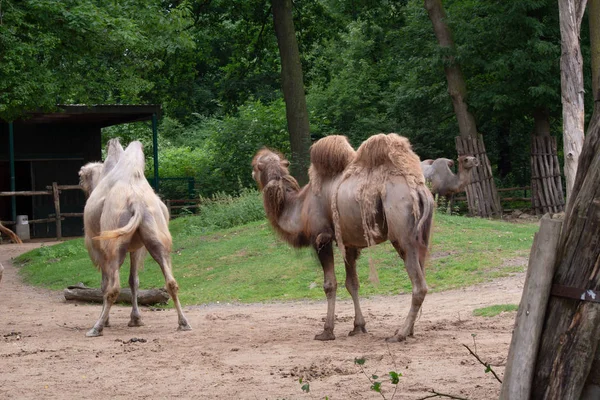 Afrikanska kameler betar — Stockfoto