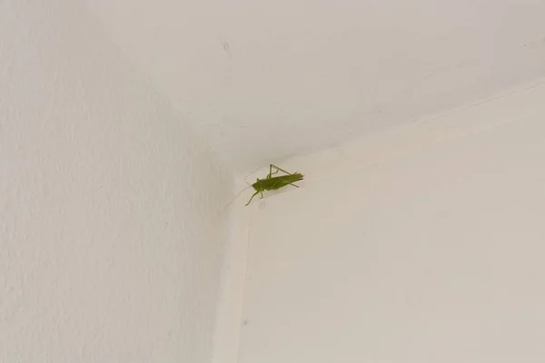 Grande cespuglio-grillo verde (Tettigonia viridissima) - specie grande — Foto Stock