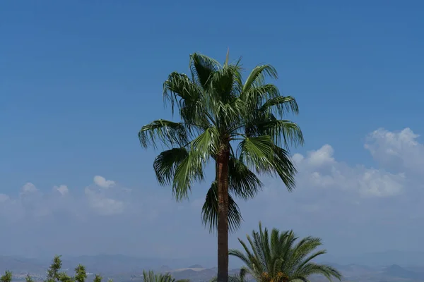 Piękne jezioro i ocean plaża z palmami — Zdjęcie stockowe