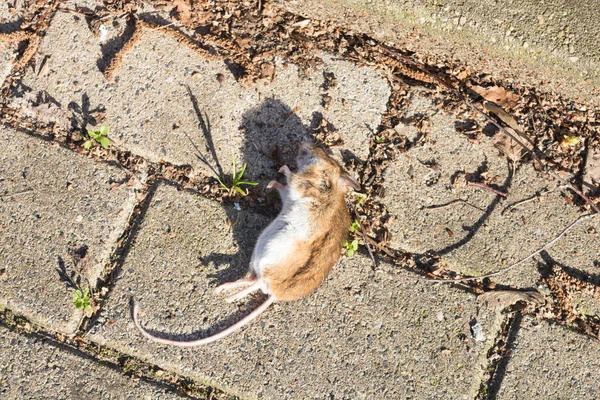 Νεκρό ποντίκι στο πεζοδρόμιο. Επιλεκτική εστίαση — Φωτογραφία Αρχείου