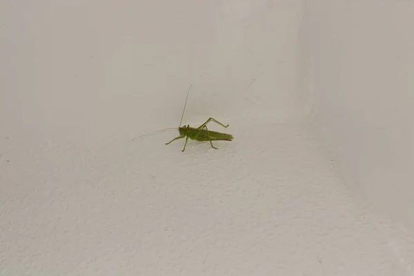 Grote groene struik-krekel (Tettigonia viridissima) - grote soort — Stockfoto