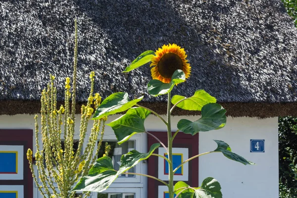 Dom z słoneczniki — Zdjęcie stockowe