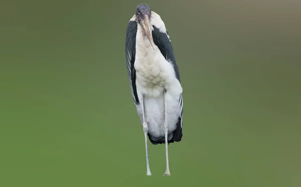 Marabou z Jižní Afriky — Stock fotografie