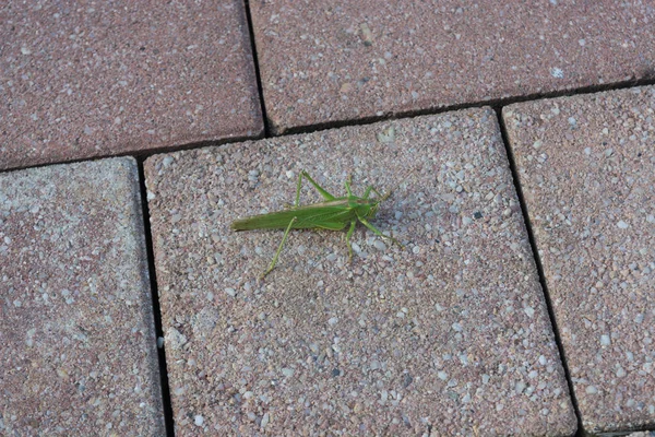 大きな緑色のブッシュクリケット(Tettigonia viridissima) -大きな種 — ストック写真